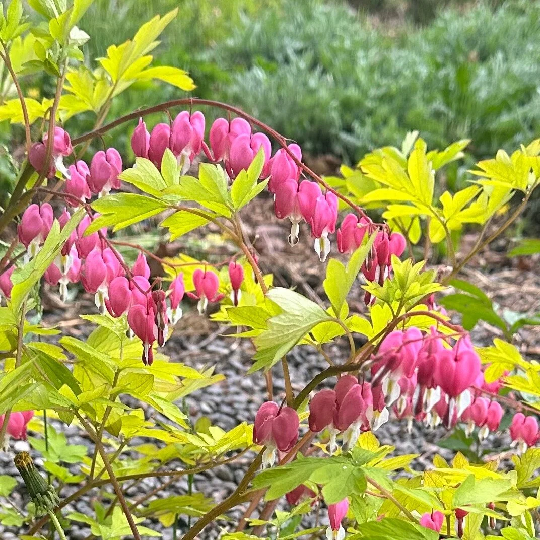 yellow-leaf_dicentra-spectabilis__photo__1072x1072.jpg