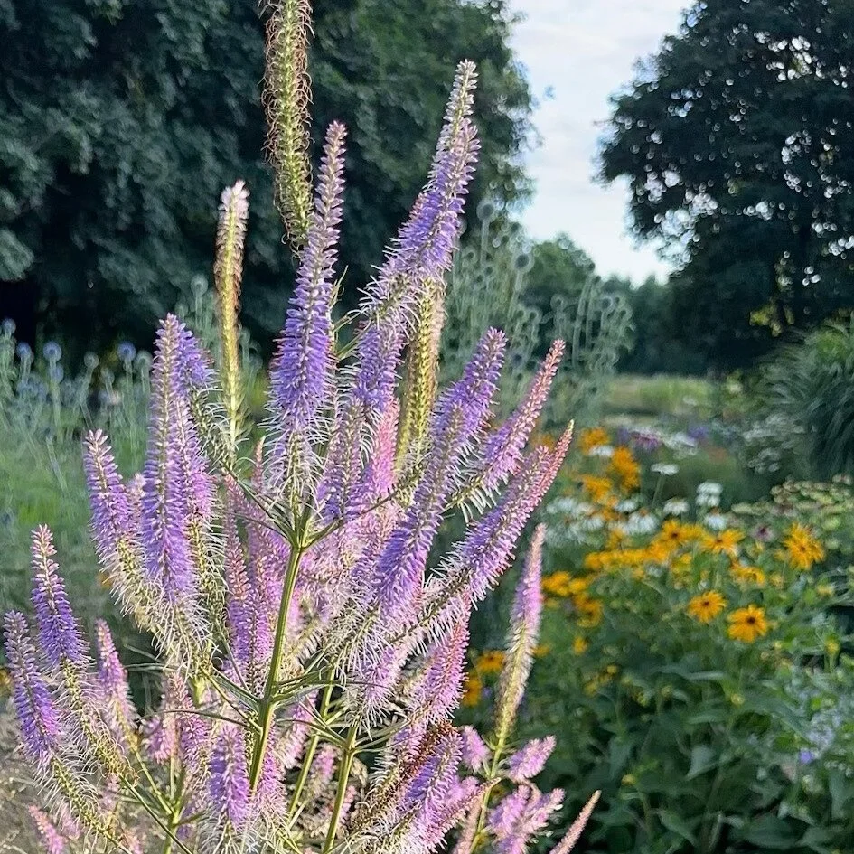 lavendula_veronicastrum-virginicum__photo__945x945.jpg