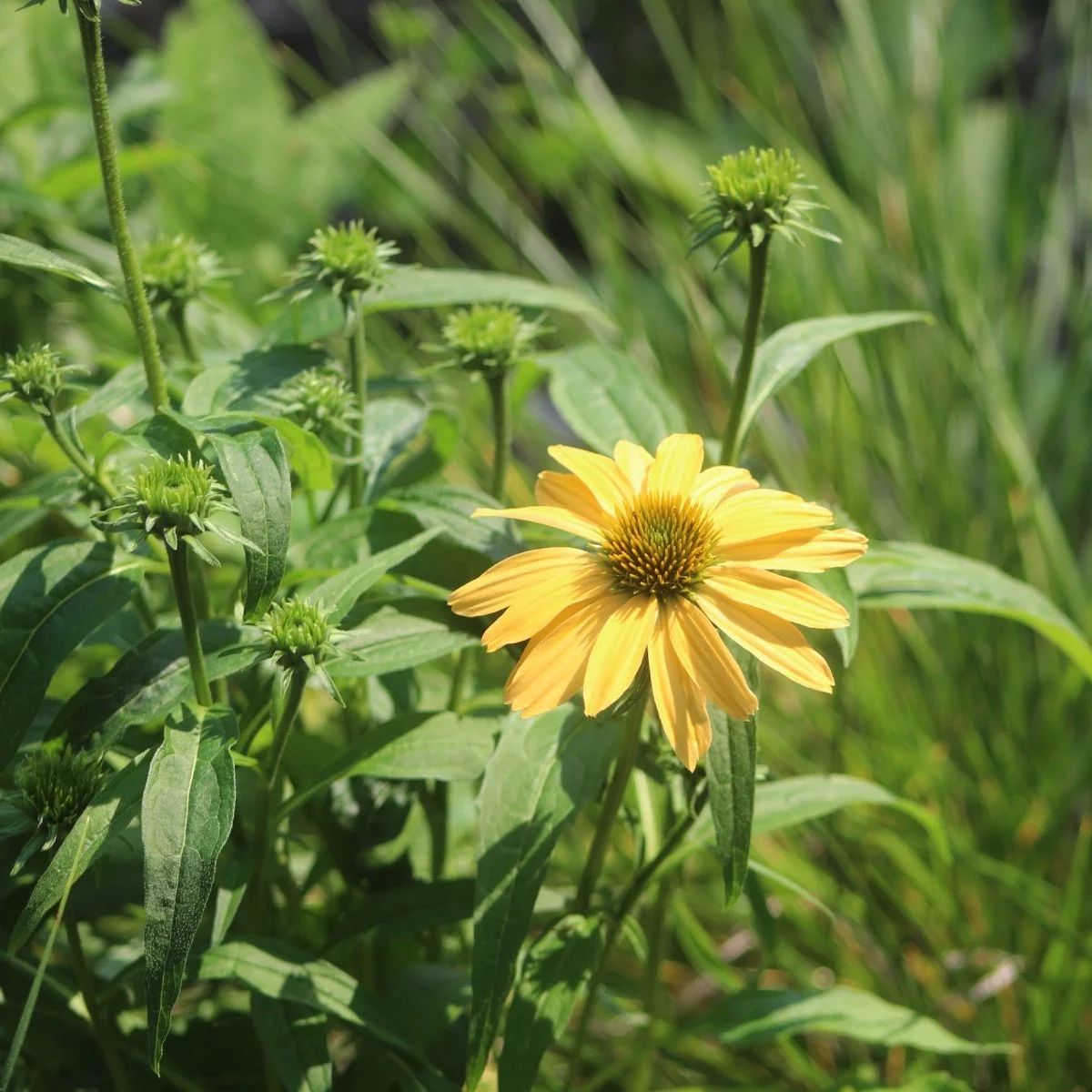 mellow-yellow_echinacea-purpurea__photo__1200x1200.jpg