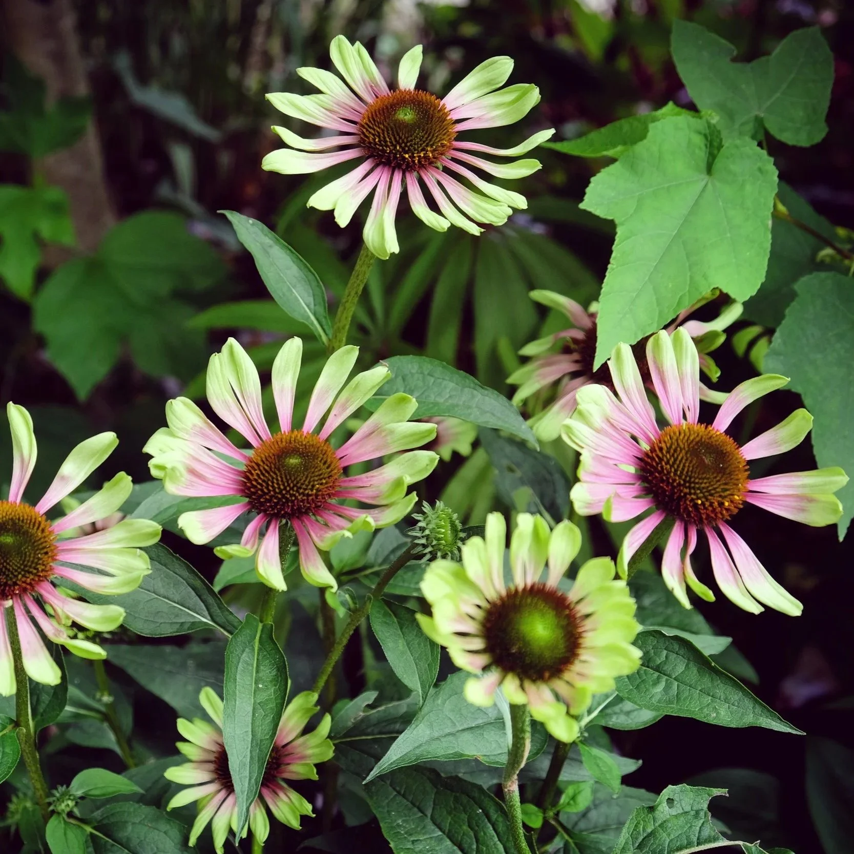 green-twister_echinacea-purpurea__photo.jpg