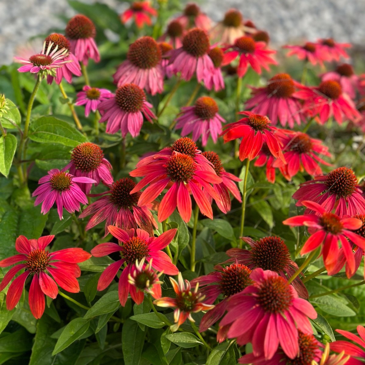 Coneflower 'Artisan Red'