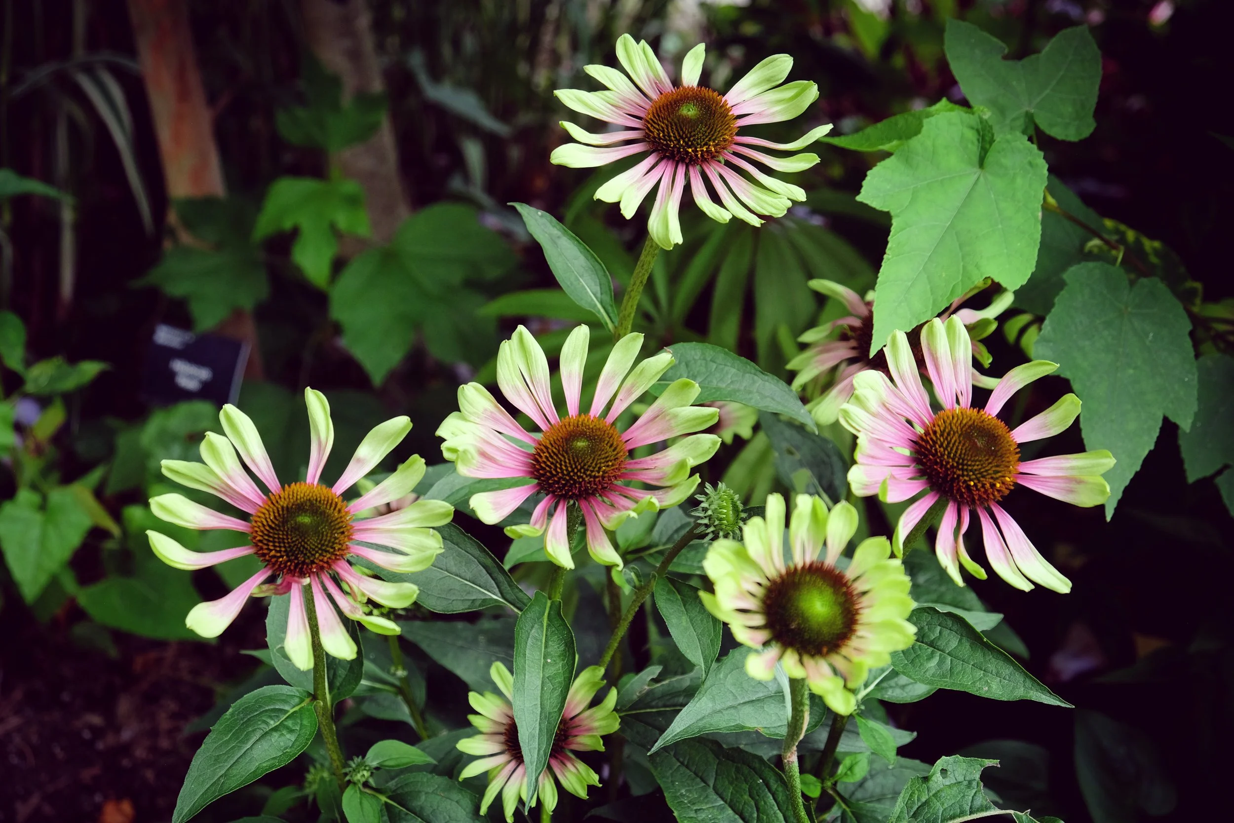Coneflower Green Twister