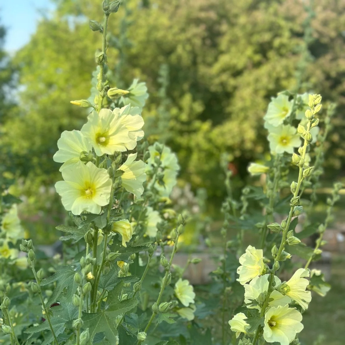 Hollyhock 'Las Vegas'
