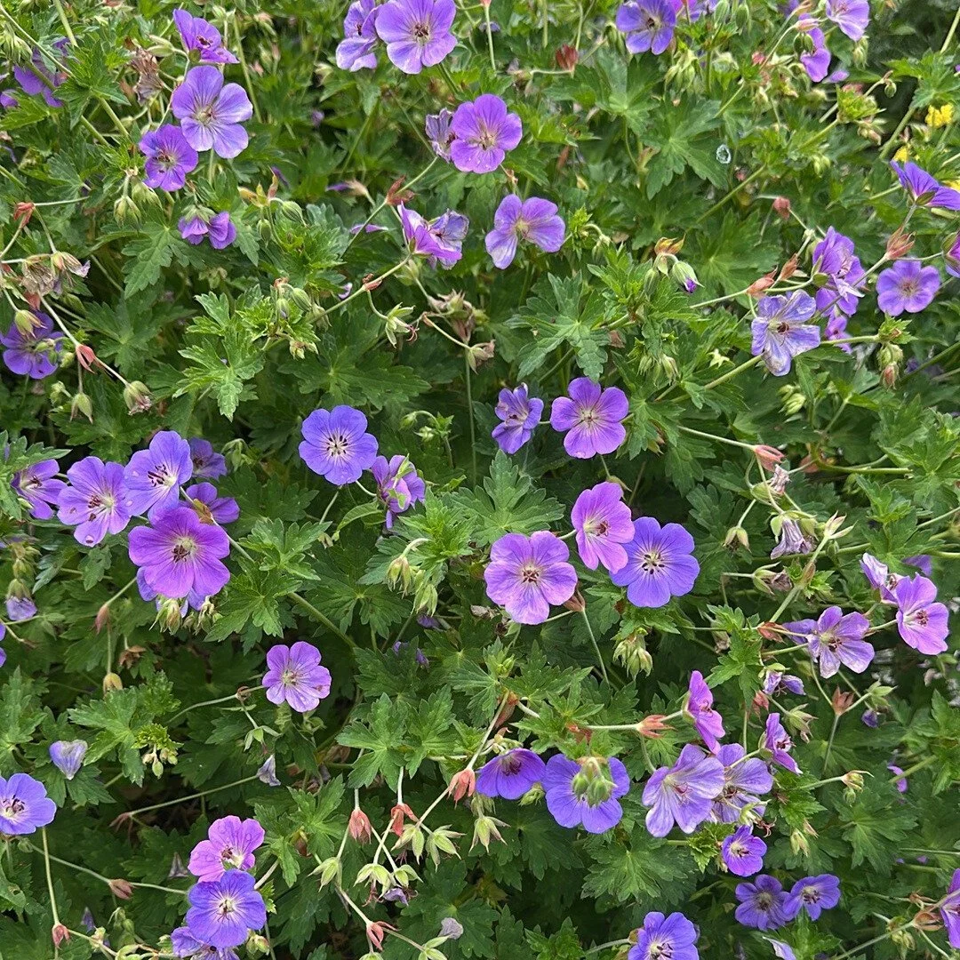 Cranesbill 'Rozanne'