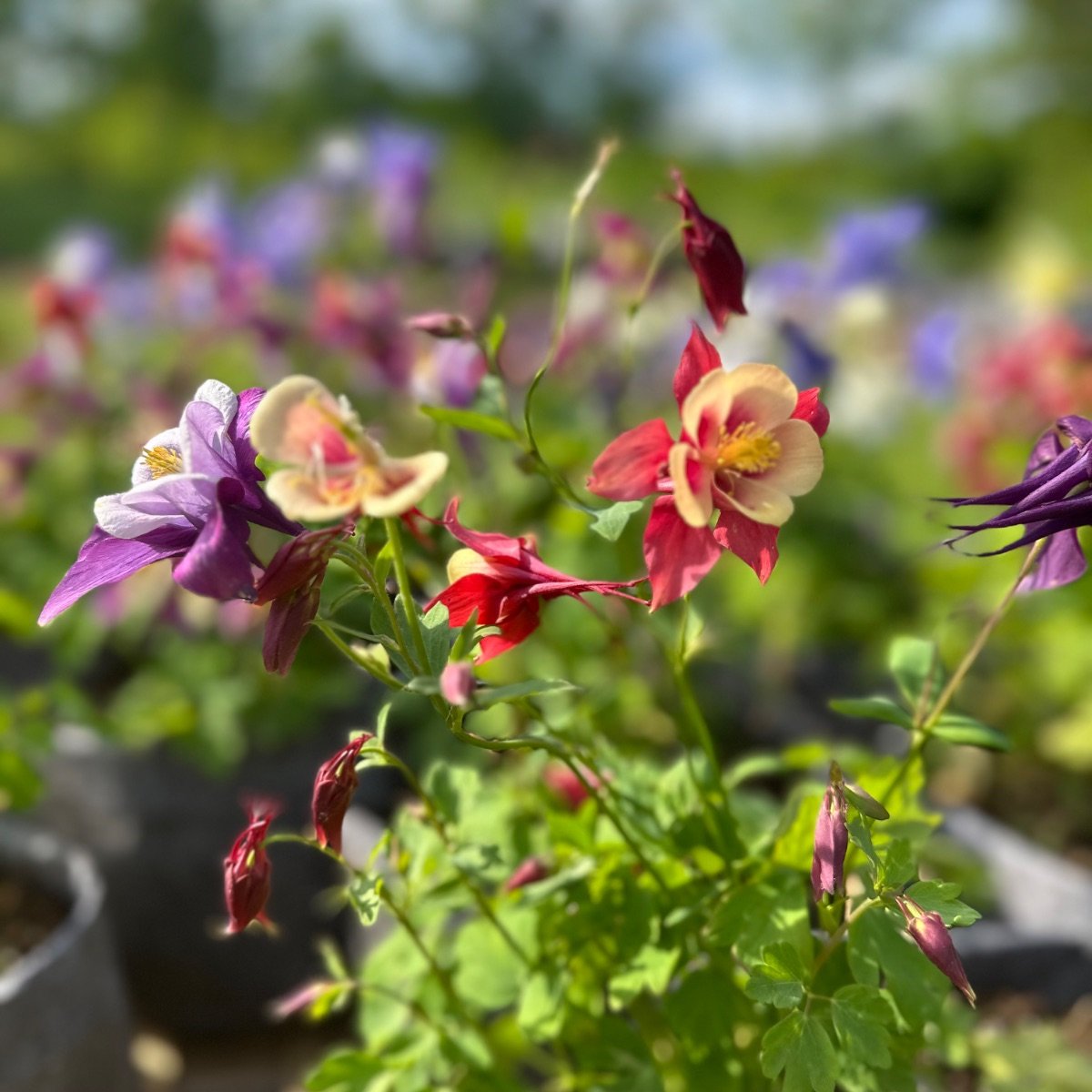 Columbine 'Selection Mix'