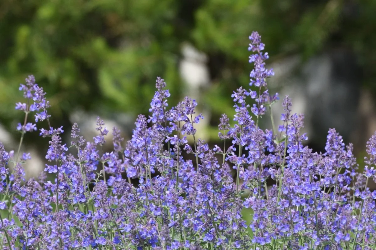 Nepeta 'Felix'