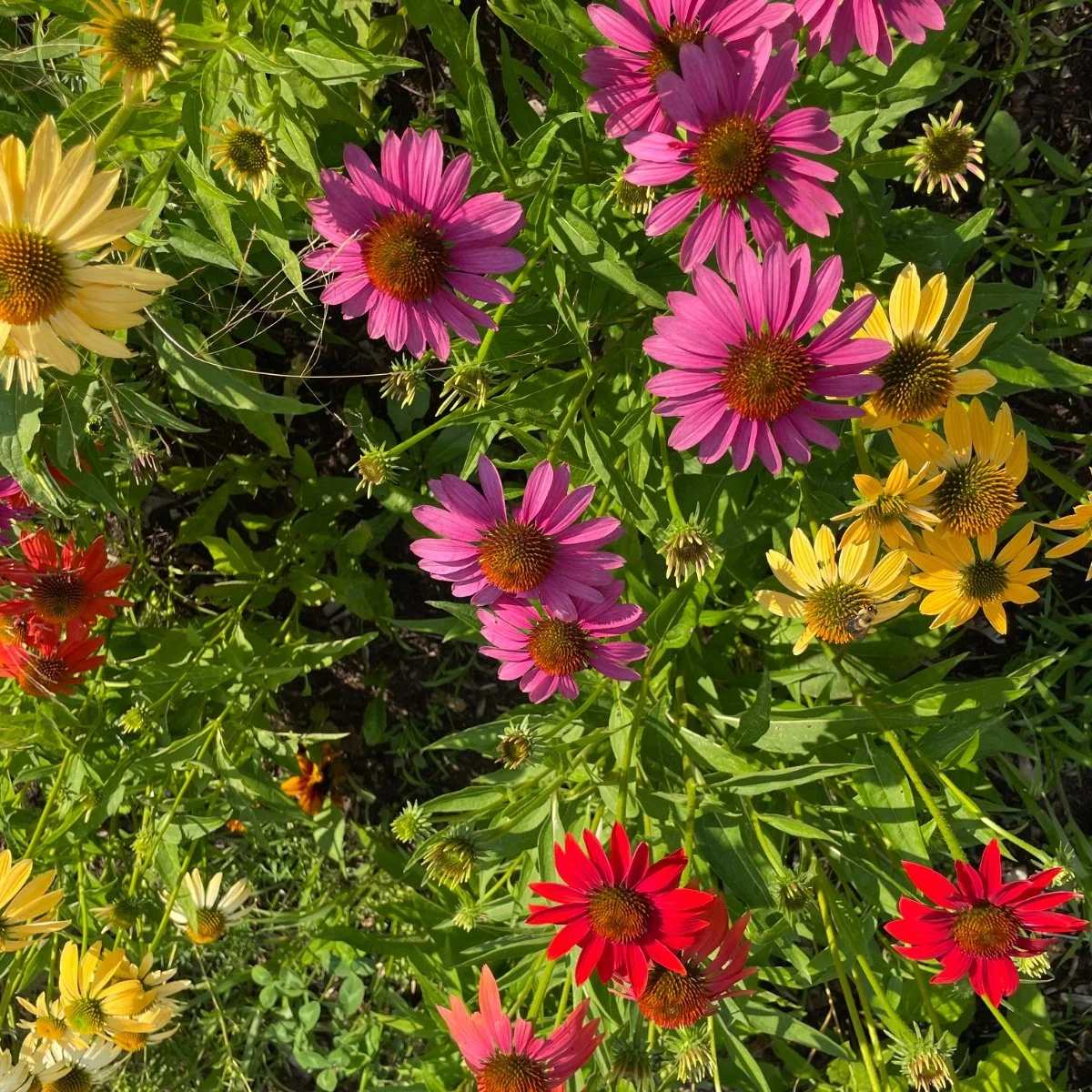 Coneflower 'Cheyenne Spirit'