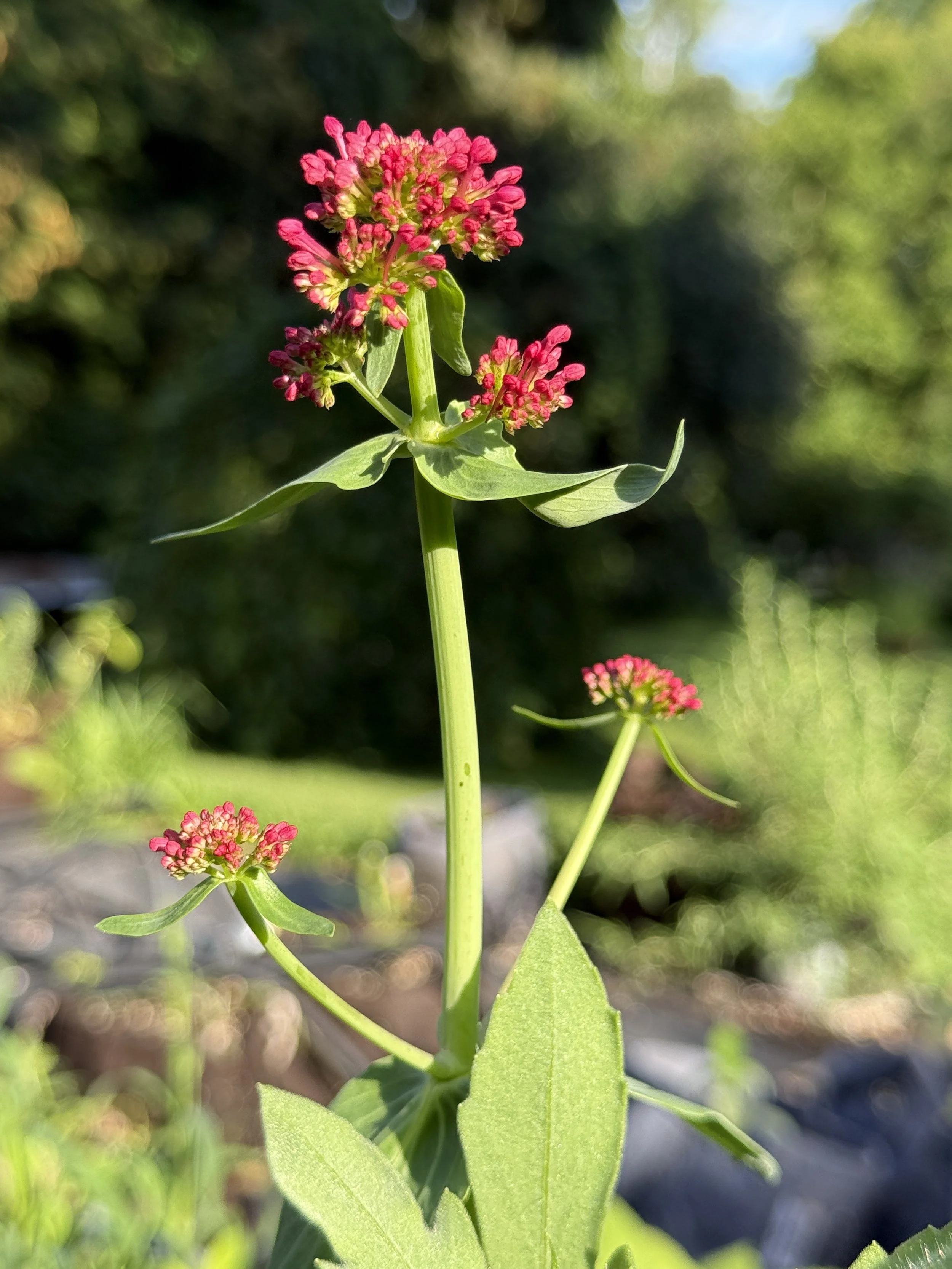 First-Year Flowers