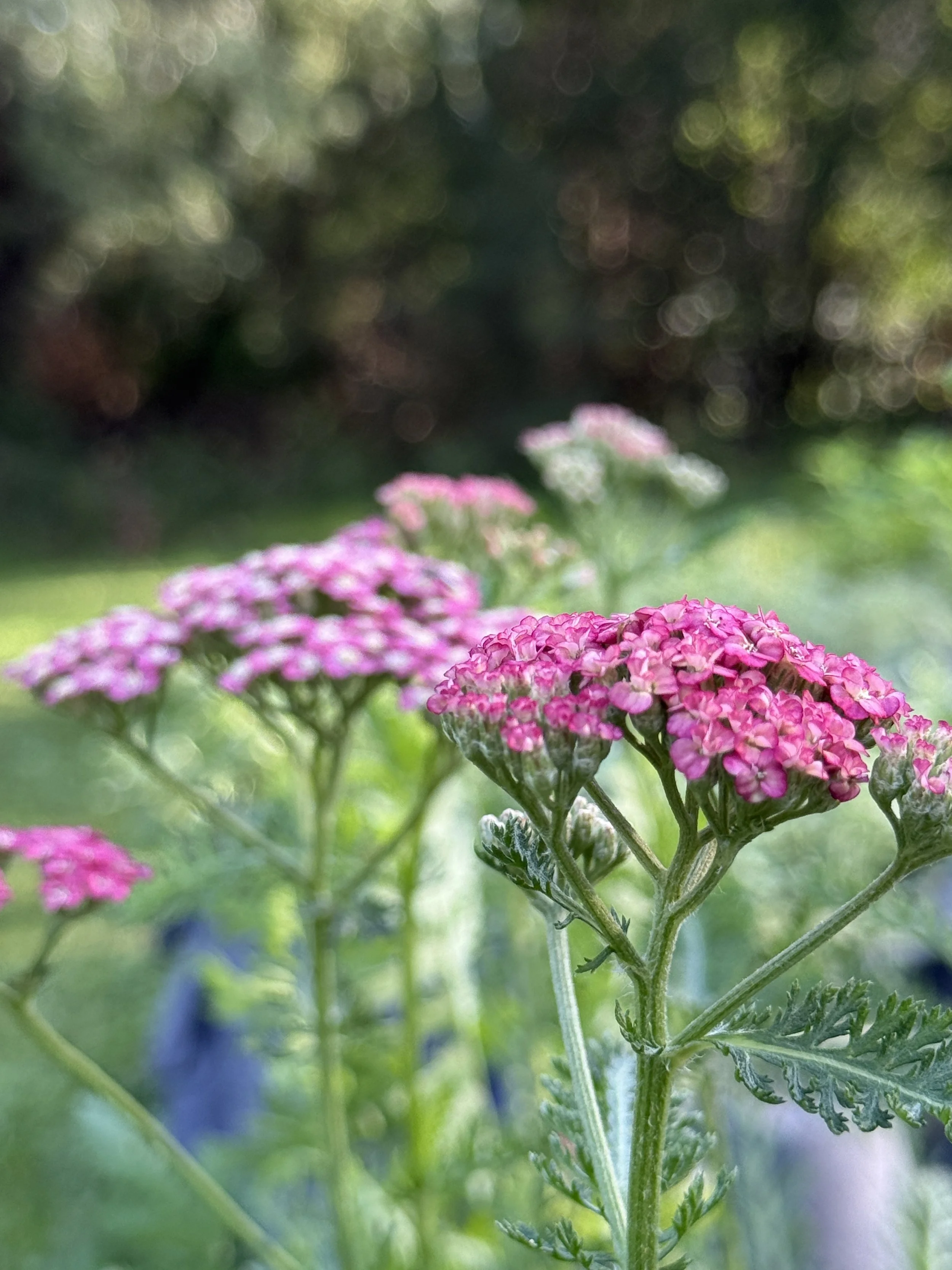 Succession Planting Perennials