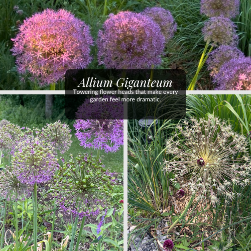 Allium Giganteum | Bulb