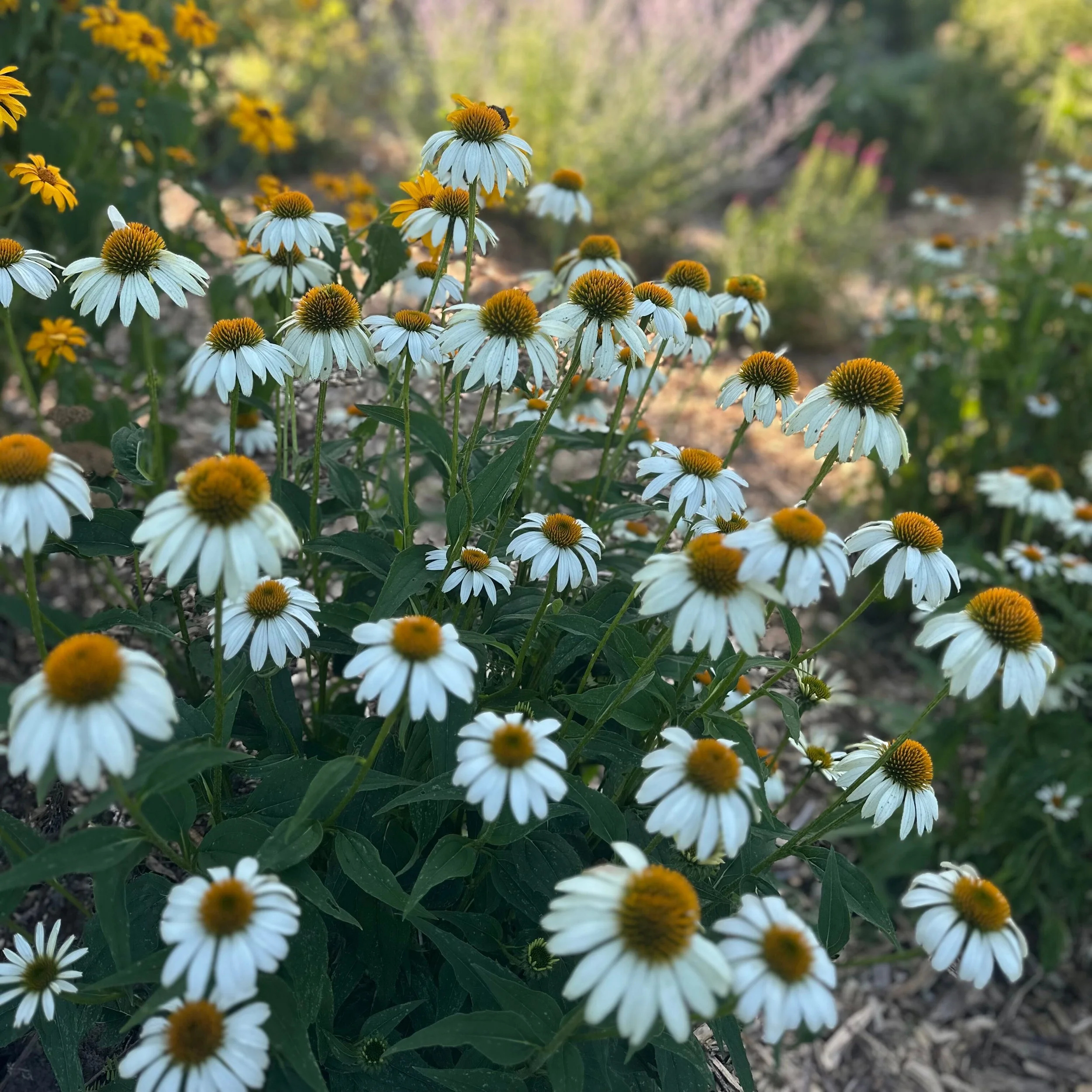 Coneflower | White Swan | Seeds