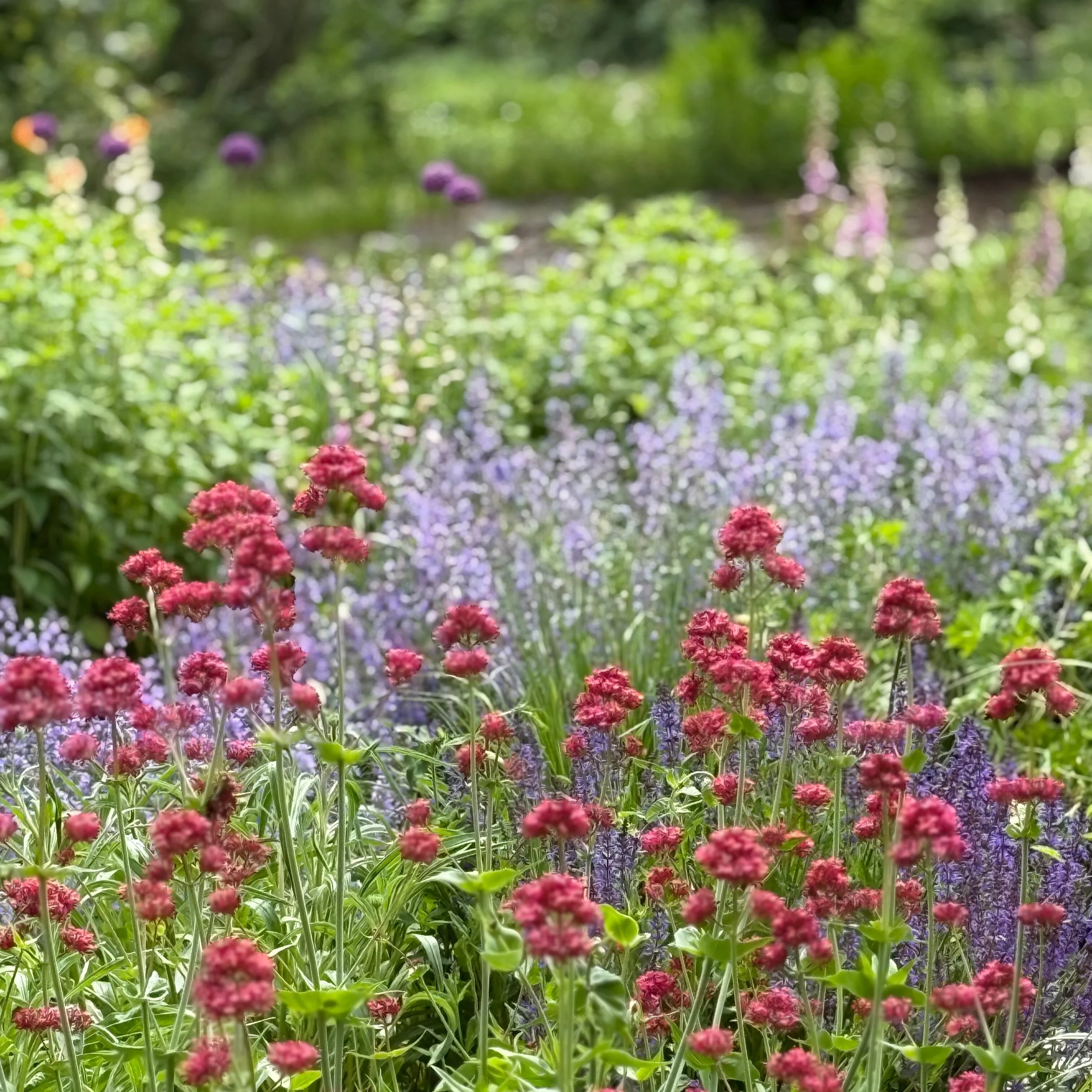 Jupiter's Beard | Rosy Red | Seeds