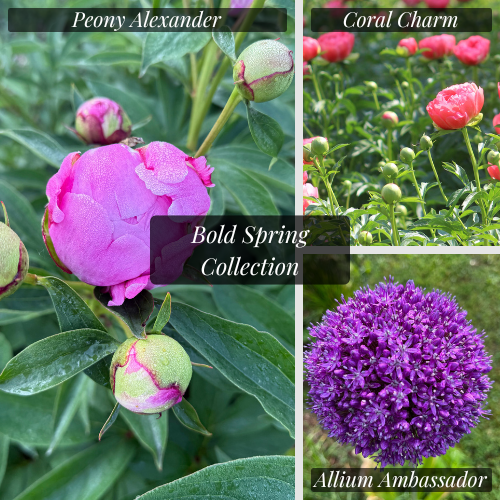 Bold Spring Collection [ Bulbs & Crowns ]