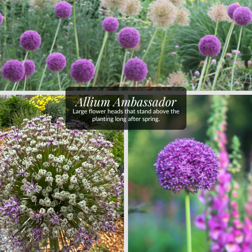 Allium | Ambassador | Bulb