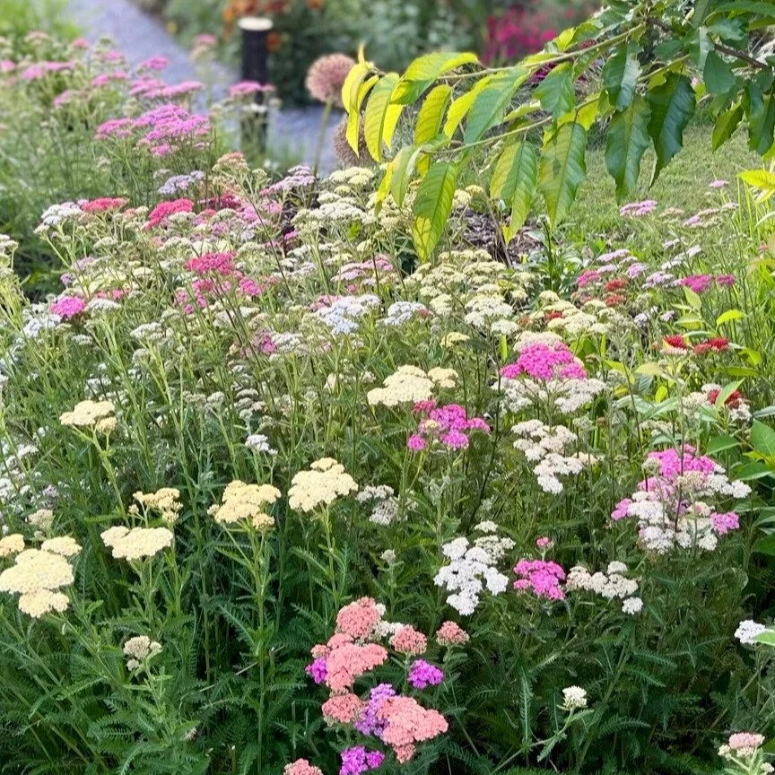Yarrow Berries.jpg