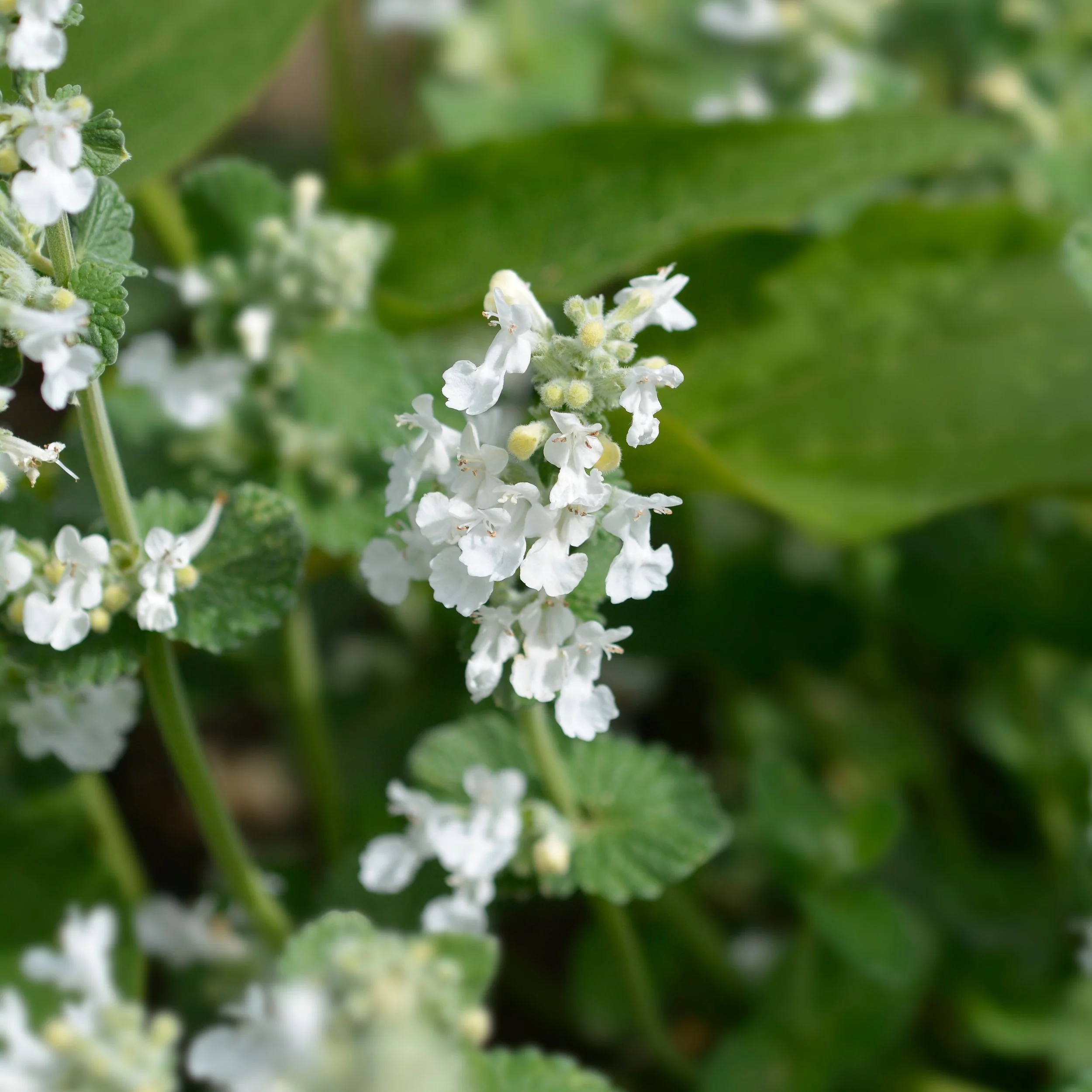 Catmint | White Dreams | Seeds