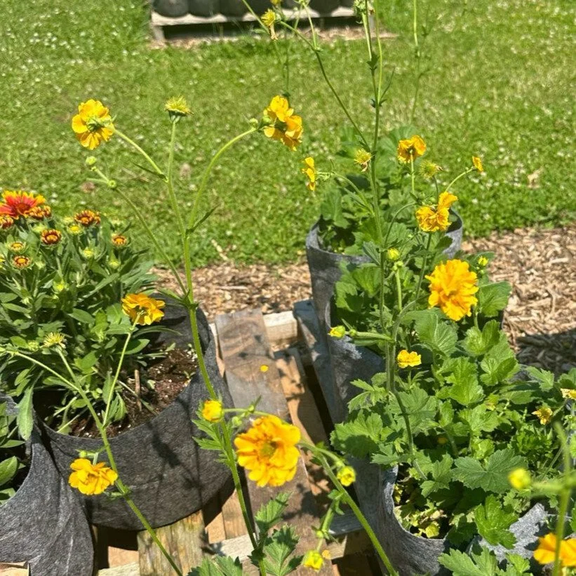 Geum | Lady Stratheden | Seeds