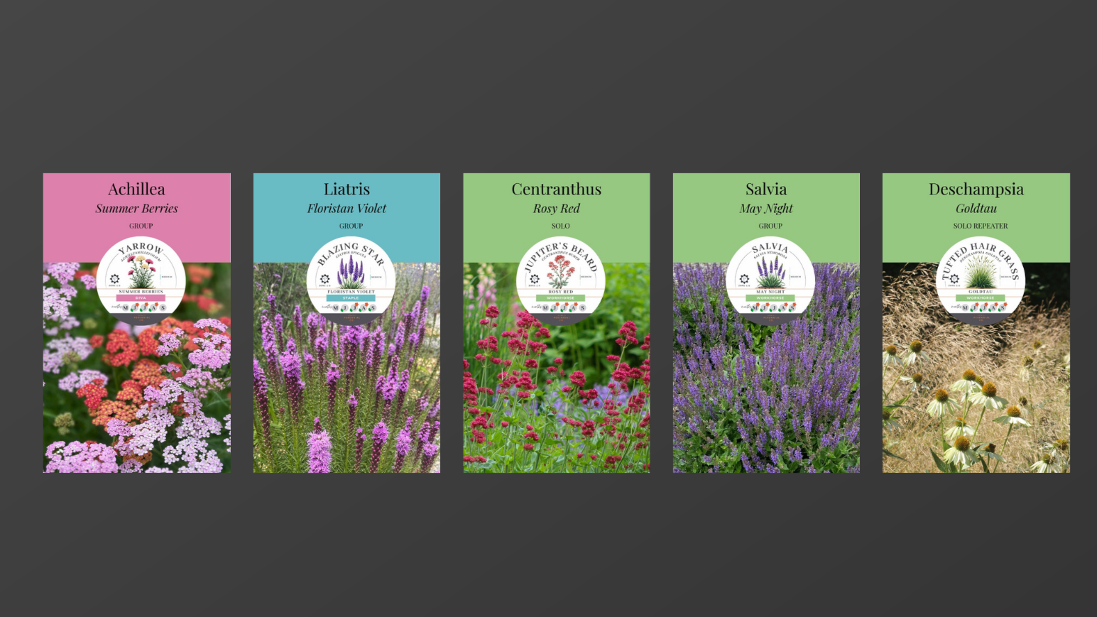 Five plant seed packets with colorful labels, each featuring a different type of flowering plant: Achillea Summer Berries, Liatris Floristan Violet, Centranthus Rosy Red, Salvia May Night, and Deschampsia Goldtau.