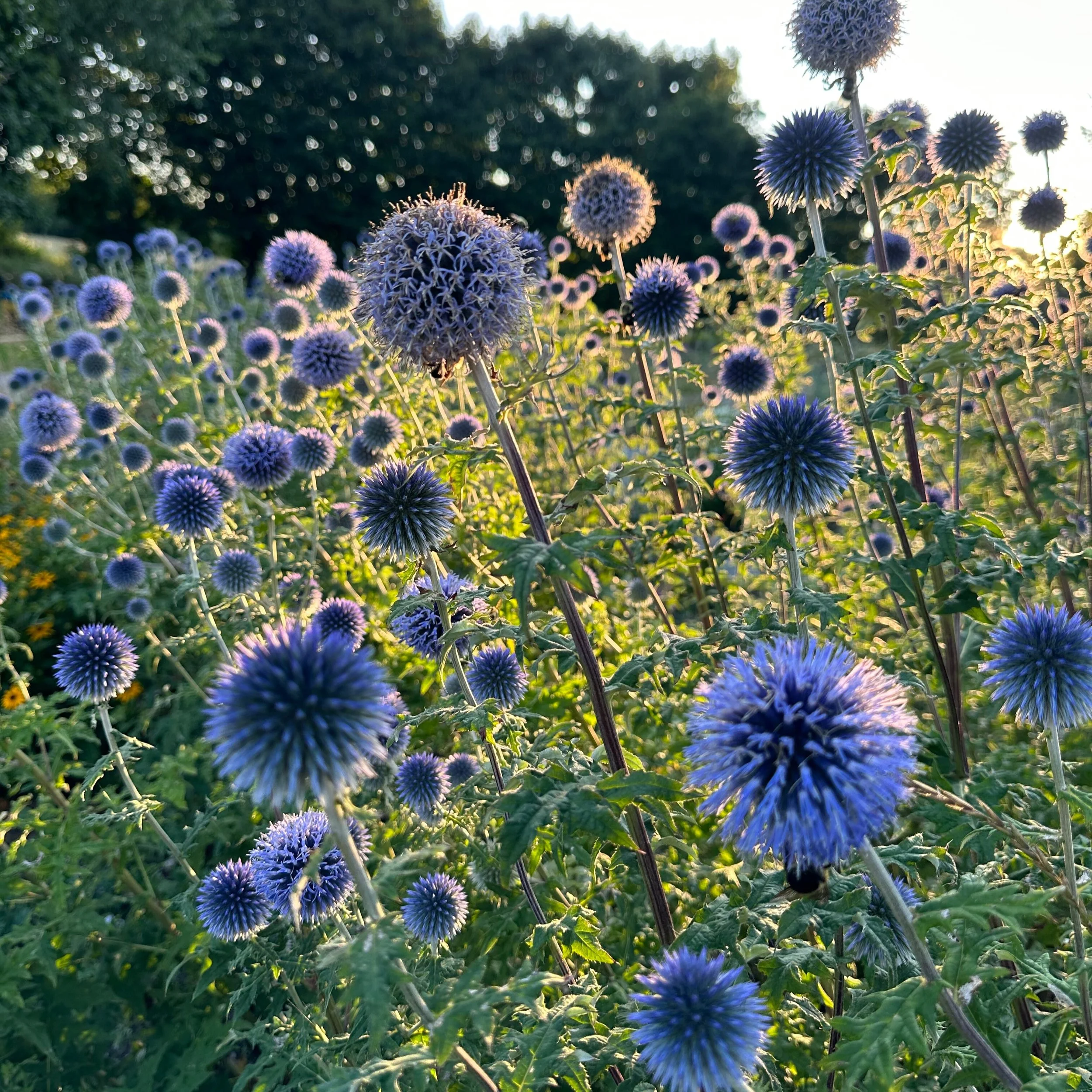 Globe Thistle | Veitch's Blue | Seeds