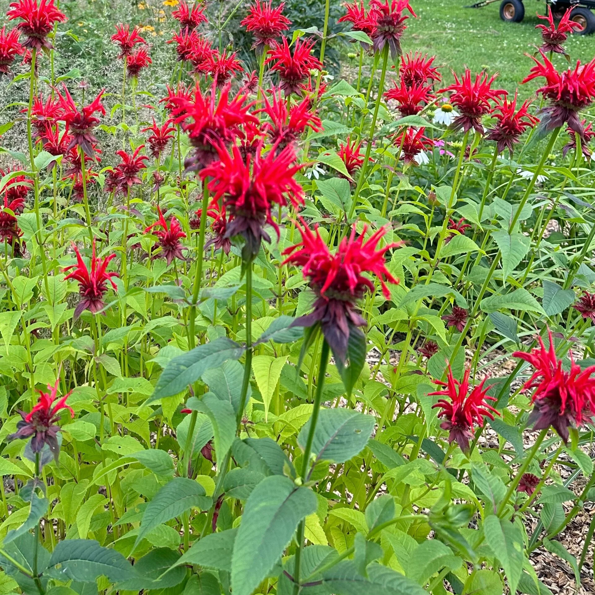 Bee Balm Red.jpg