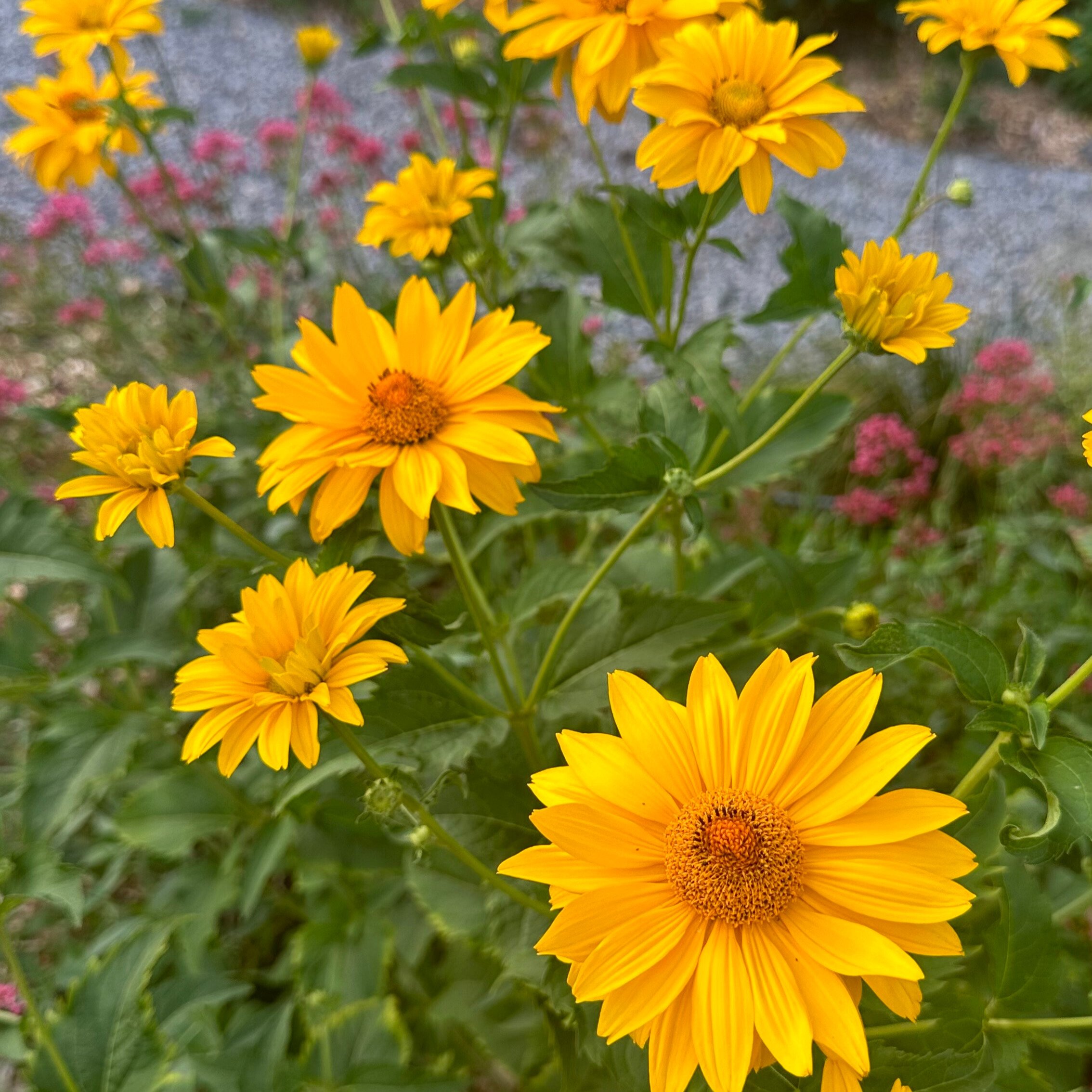 False Sunflower | Summer Nights | Seeds