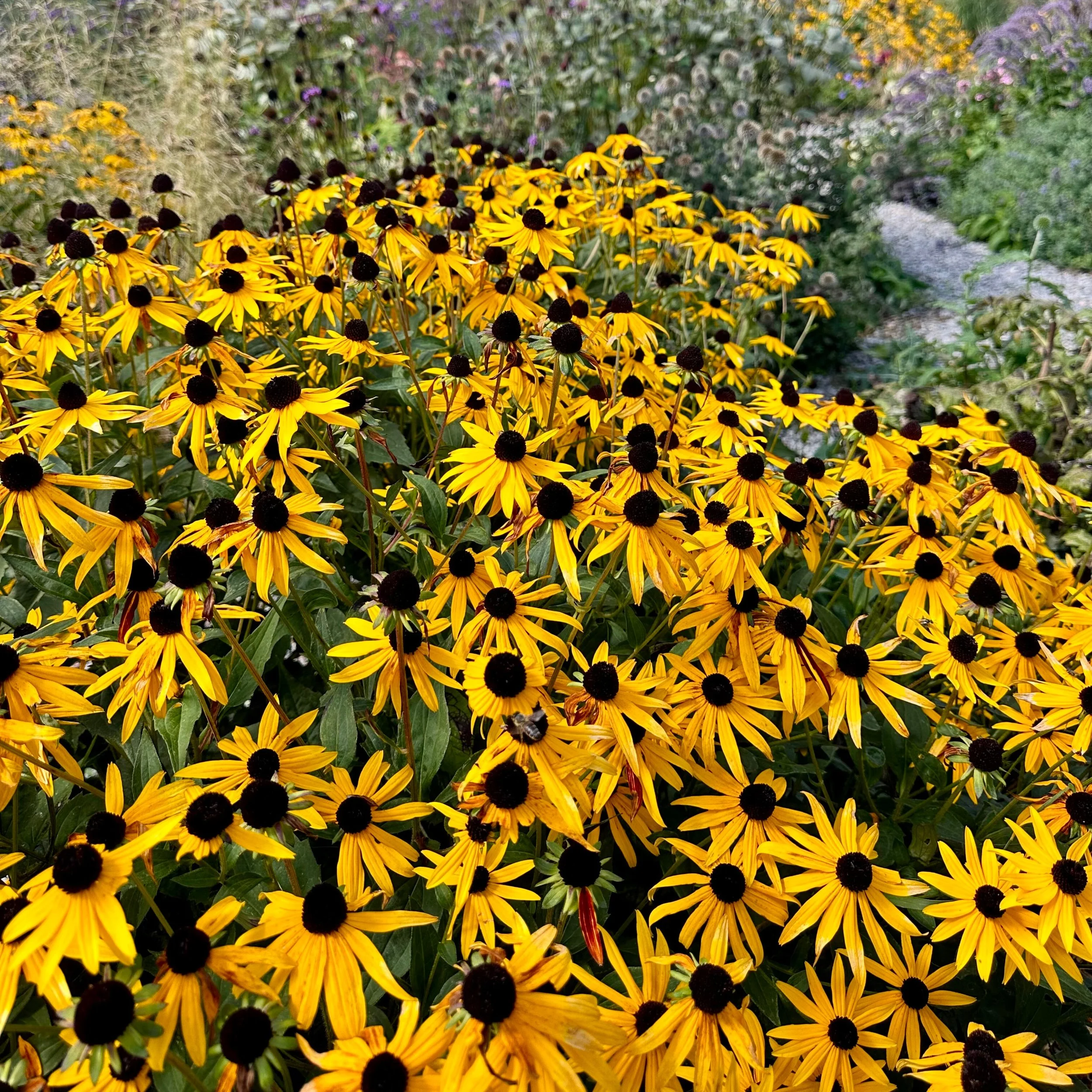 Black-eyed Susan | Goldsturm | Seeds