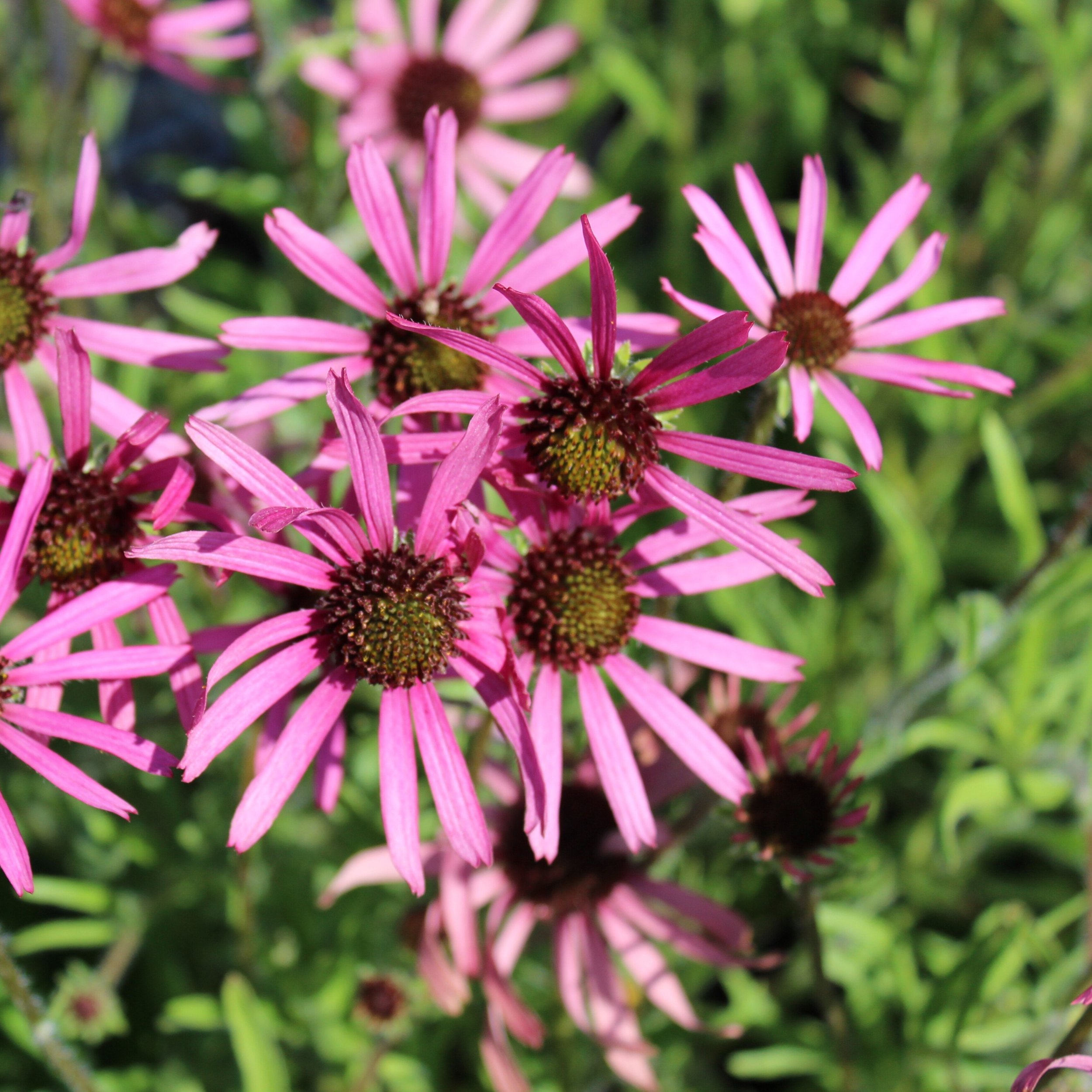Coneflower | Rocky Top | Seeds
