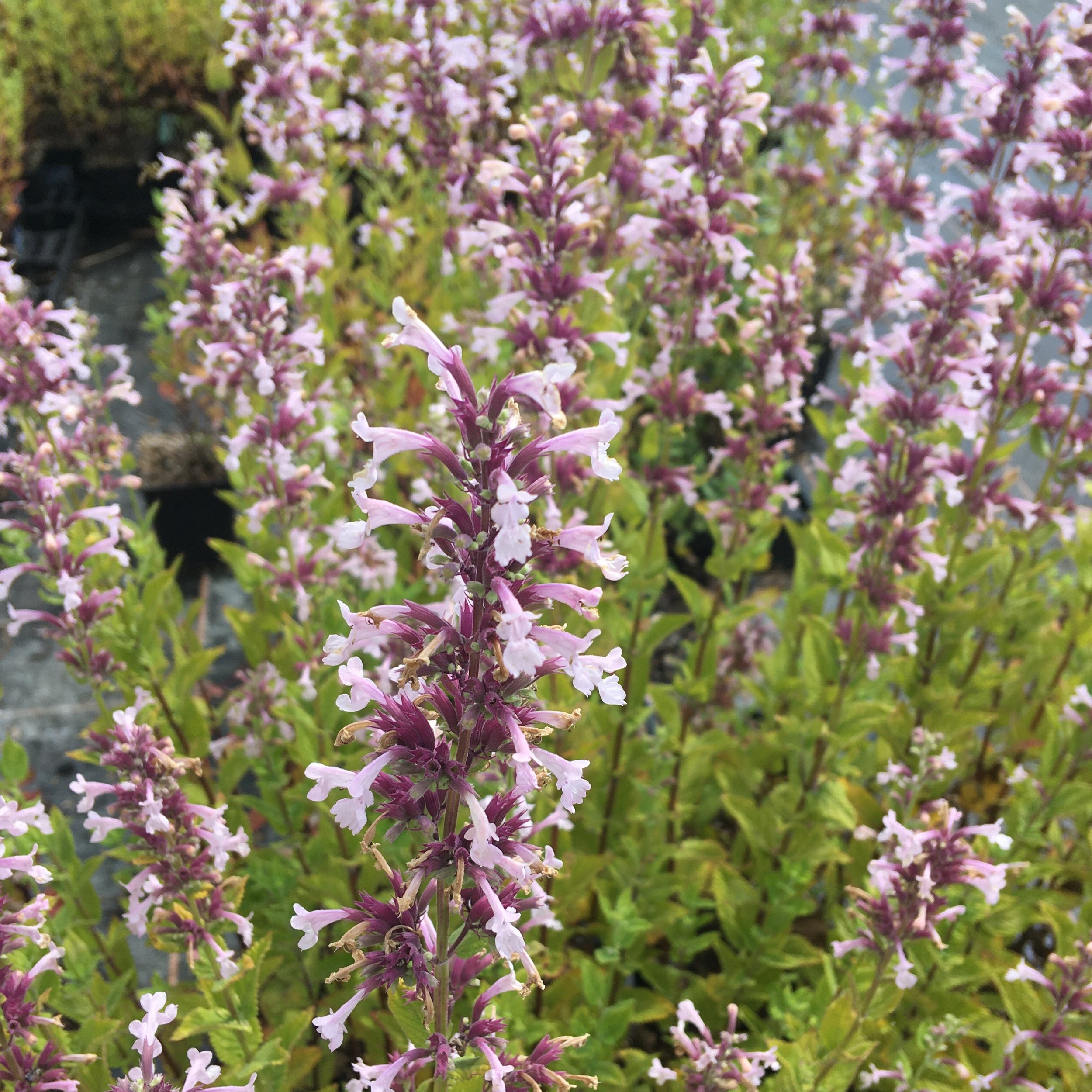 Catmint Pink Dreams.jpg