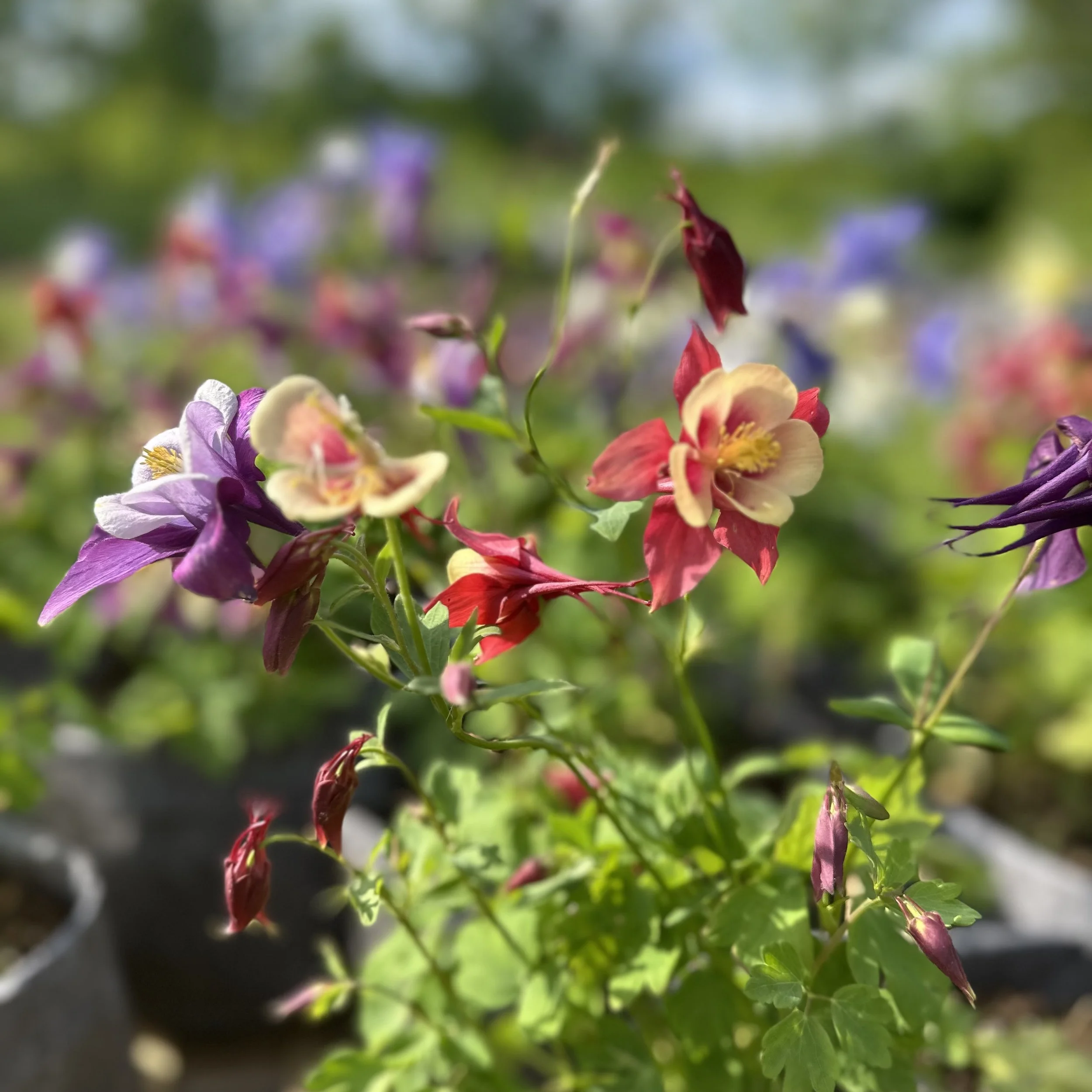 Columbine Selection.jpg