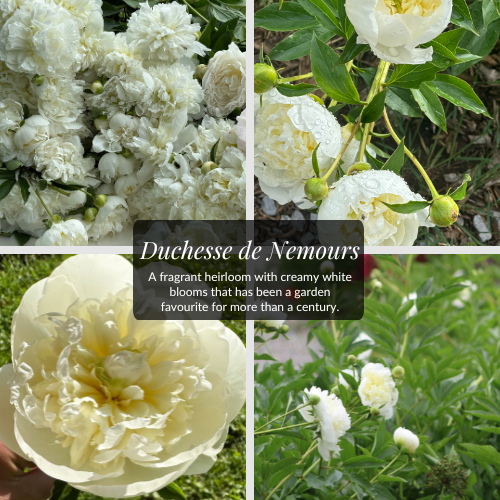 Peony Duchesse de Nemours | Crown