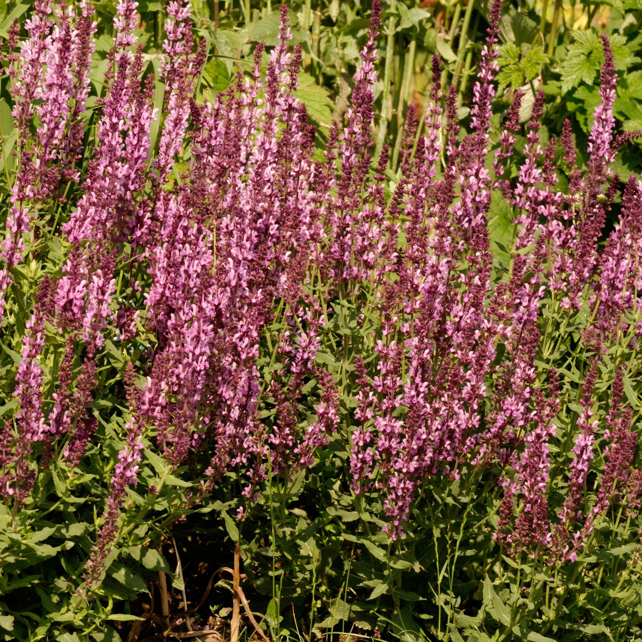 Salvia | Rose Rhapsody | Seeds