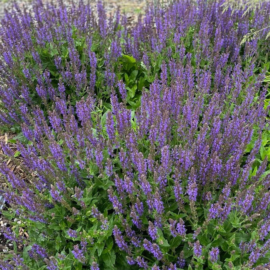 Salvia | Twilight Serenade | Seeds
