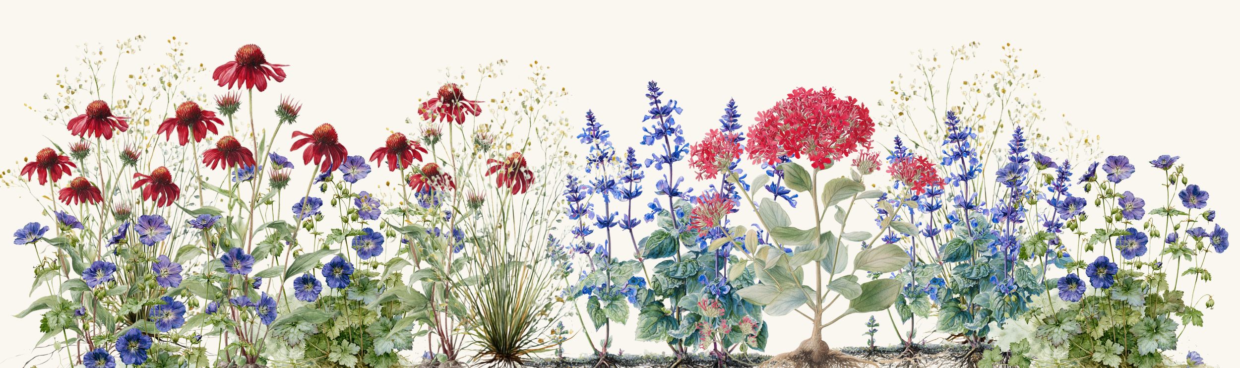Colourful perennials including red coneflowers, Jupiter's beard, and blue geraniums against a light background.