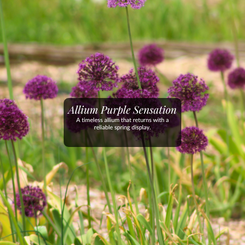 Allium | Purple Sensation | Bulb
