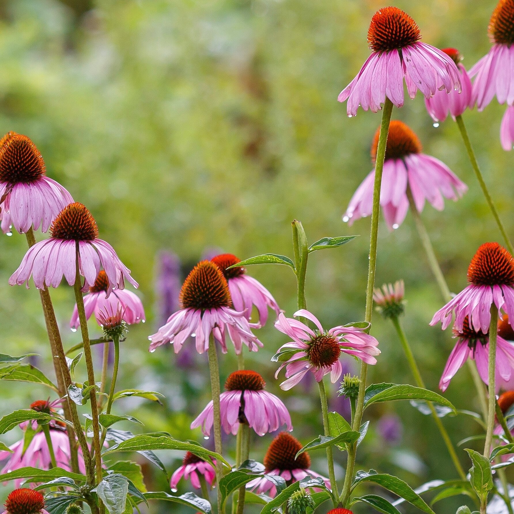 Coneflower | Magnus | Seeds