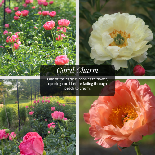 Peony Coral Charm | Crown