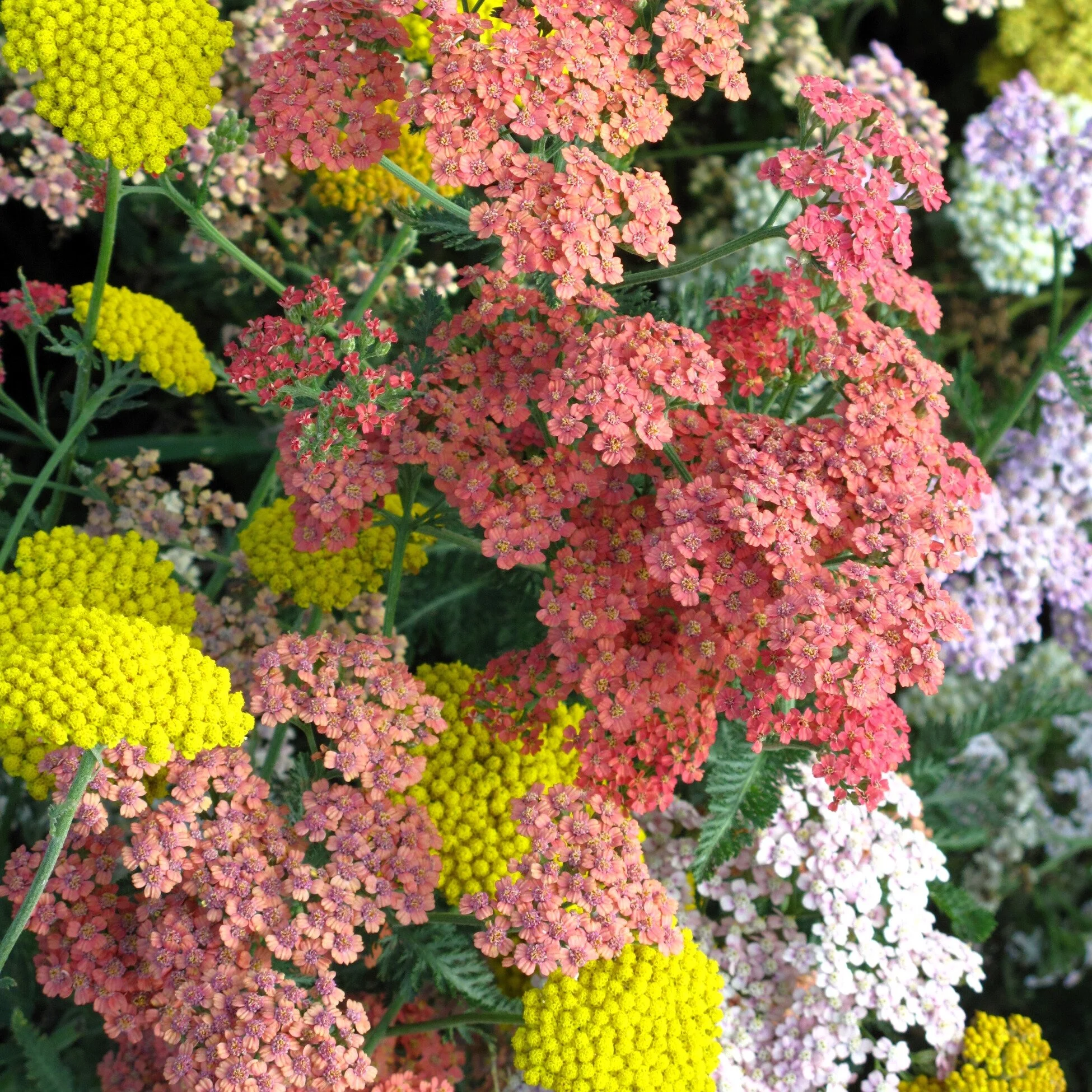 Yarrow | Summer Pastels | Seeds