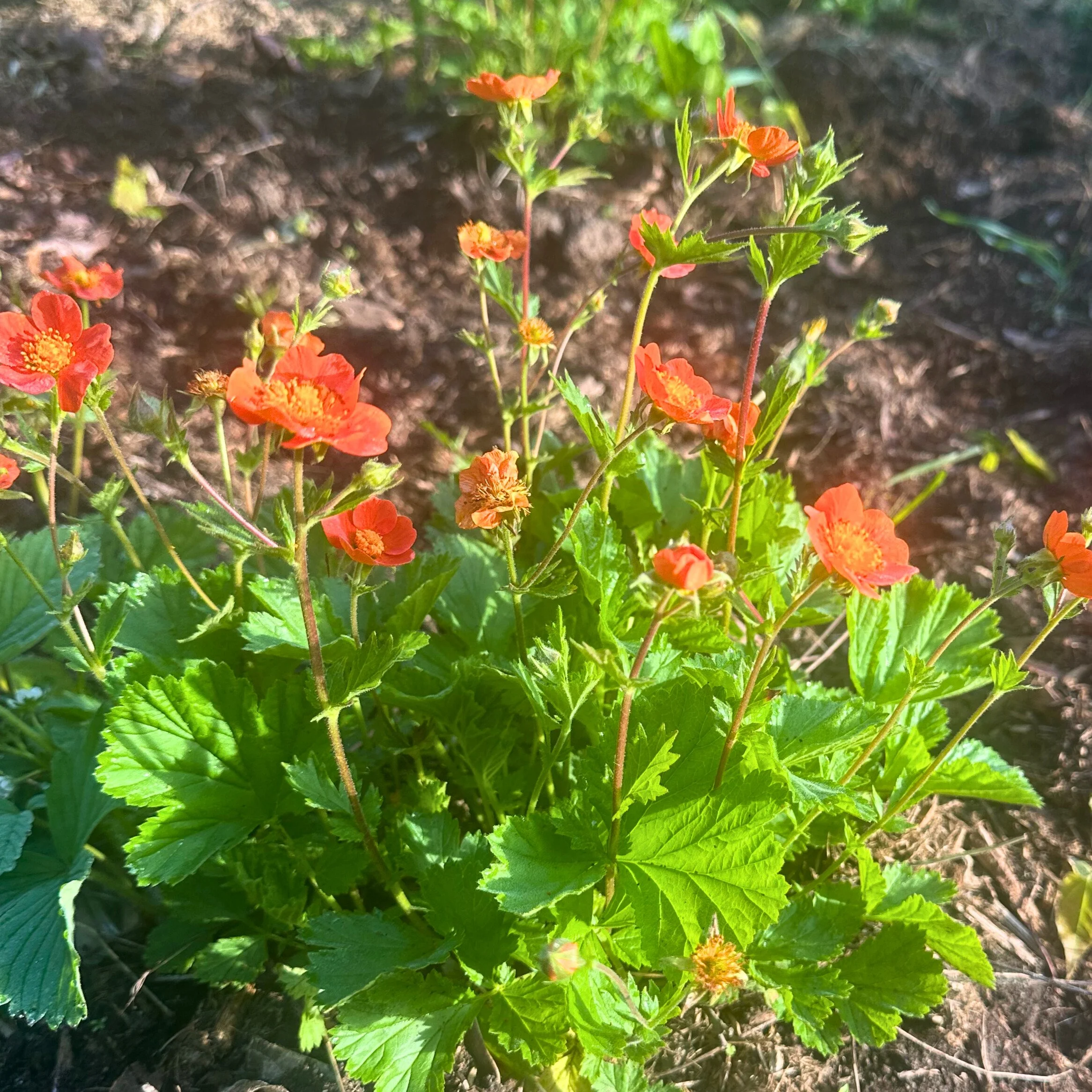Geum | Koi | Seeds