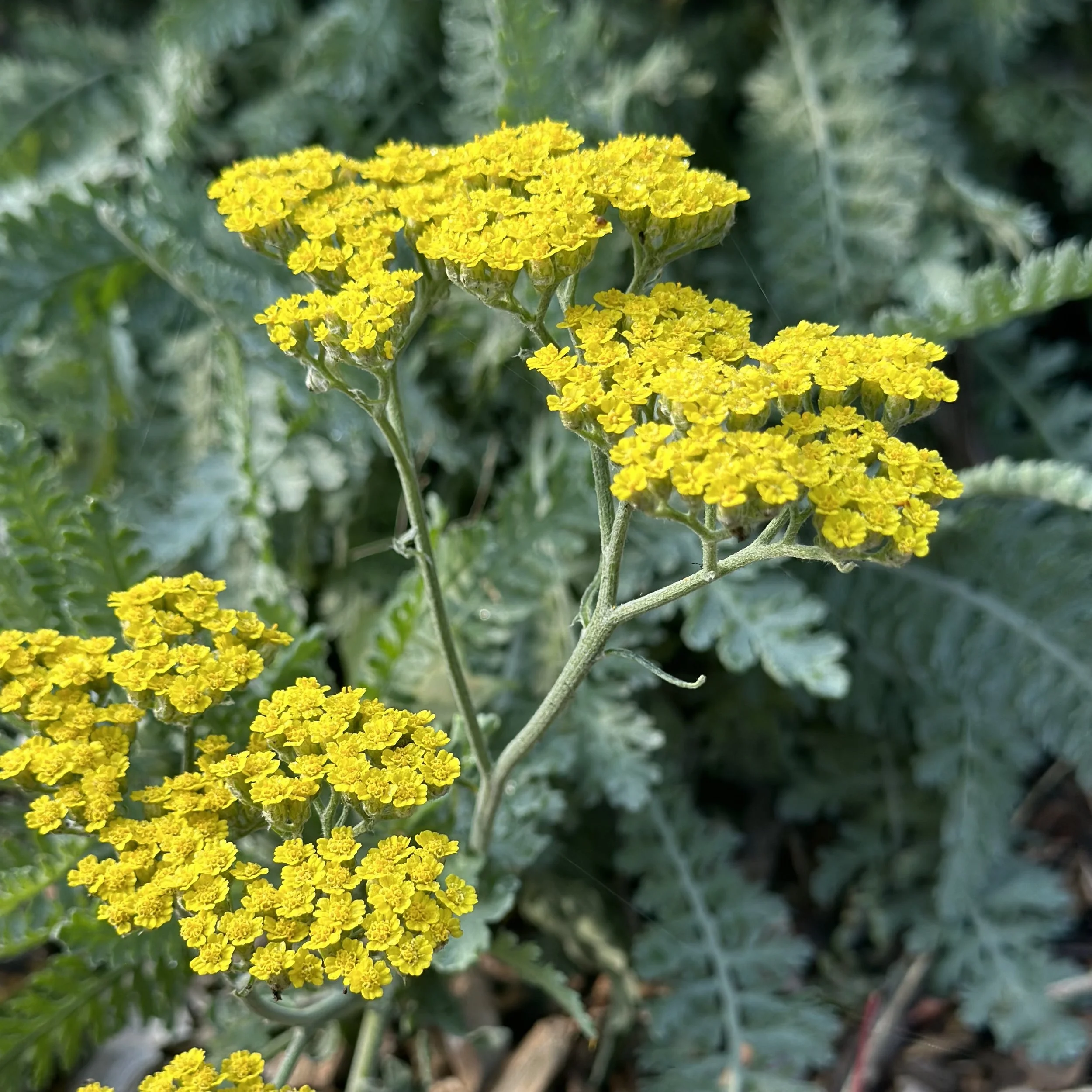 Yarrow | Parker's Variety | Seeds