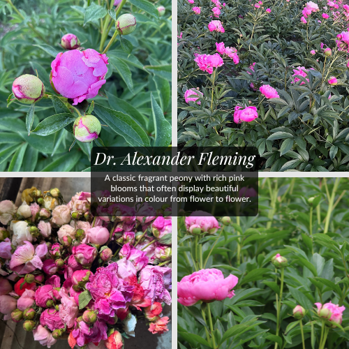 Peony Dr. Alexander Fleming | Crown