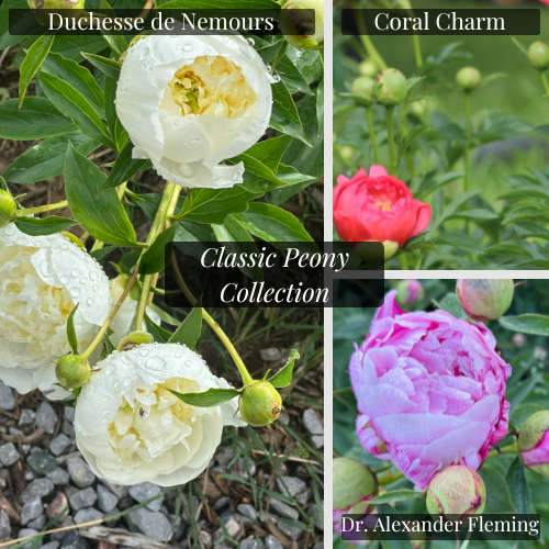Classic Peony Crown Collection