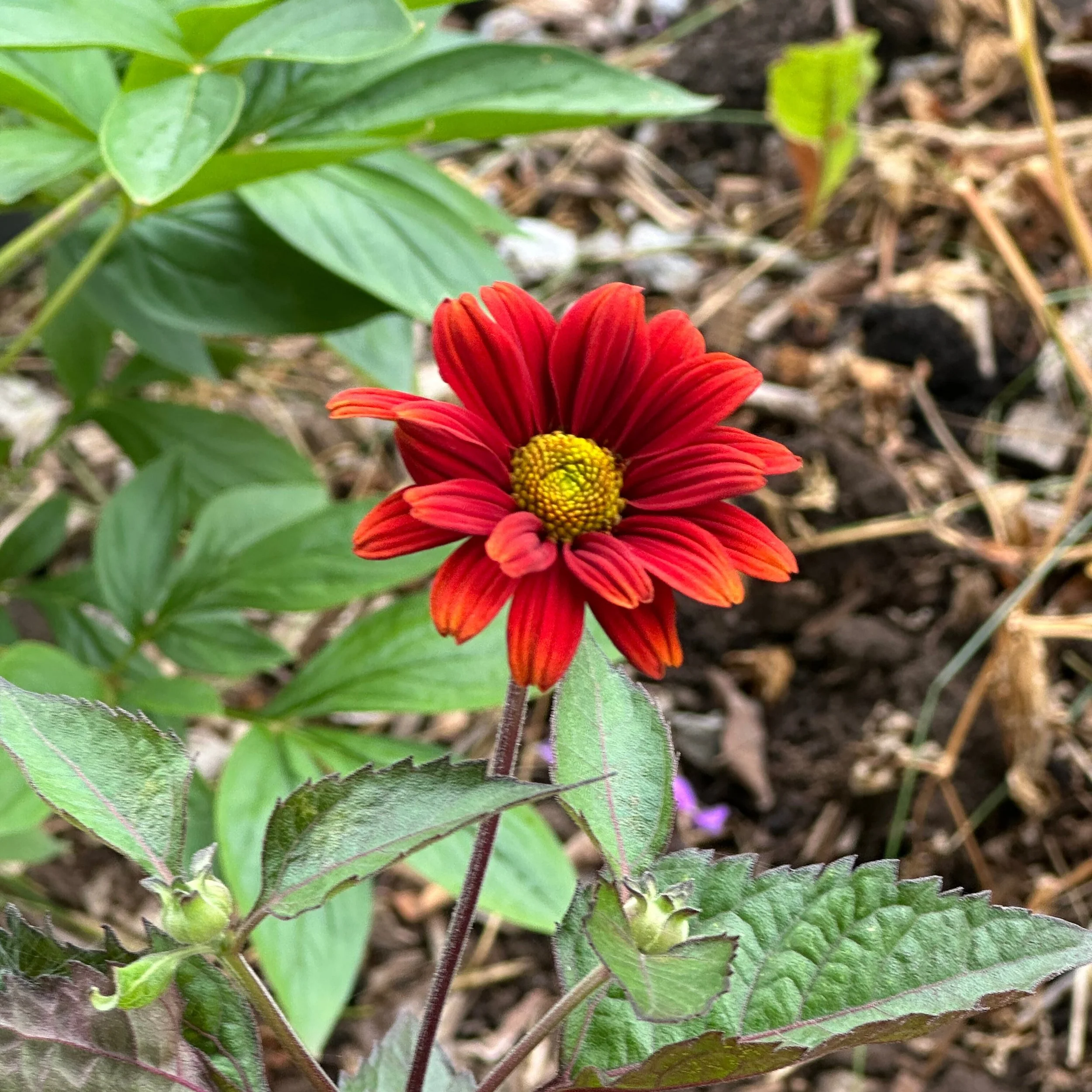 False Sunflower | Bleeding Hearts | Seeds