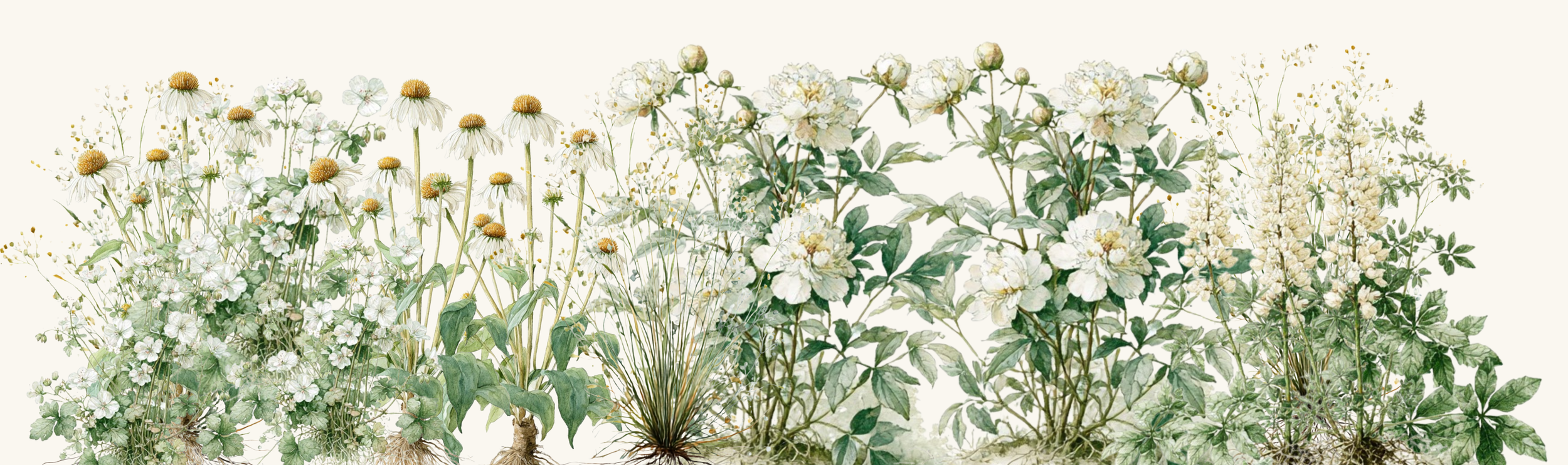 A horizontal arrangement of various white flowering plants on a plain background.