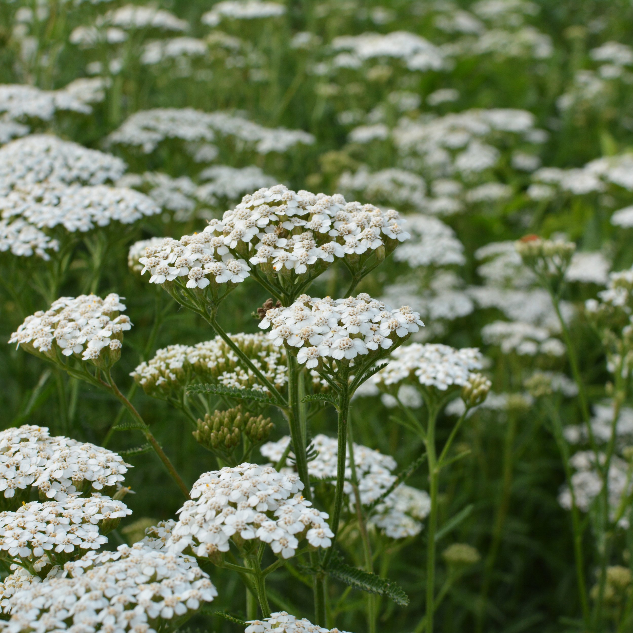 Yarrow | Species | Seeds