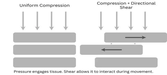 Diagram comparing compression versus shear forces in fascia showing how shear allows tissue layers to slide and move