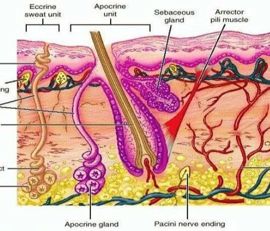 Diagram of skin layers showing epidermis dermis and fascia and how they connect to movement and mobility