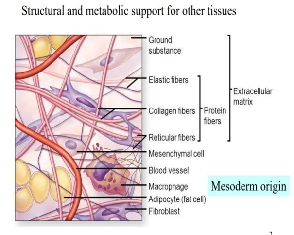 The extracellular matrix allows tissues to slide and glide.