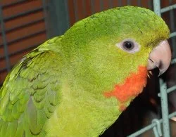 Red Throated Parakeet named Ruby.jpg