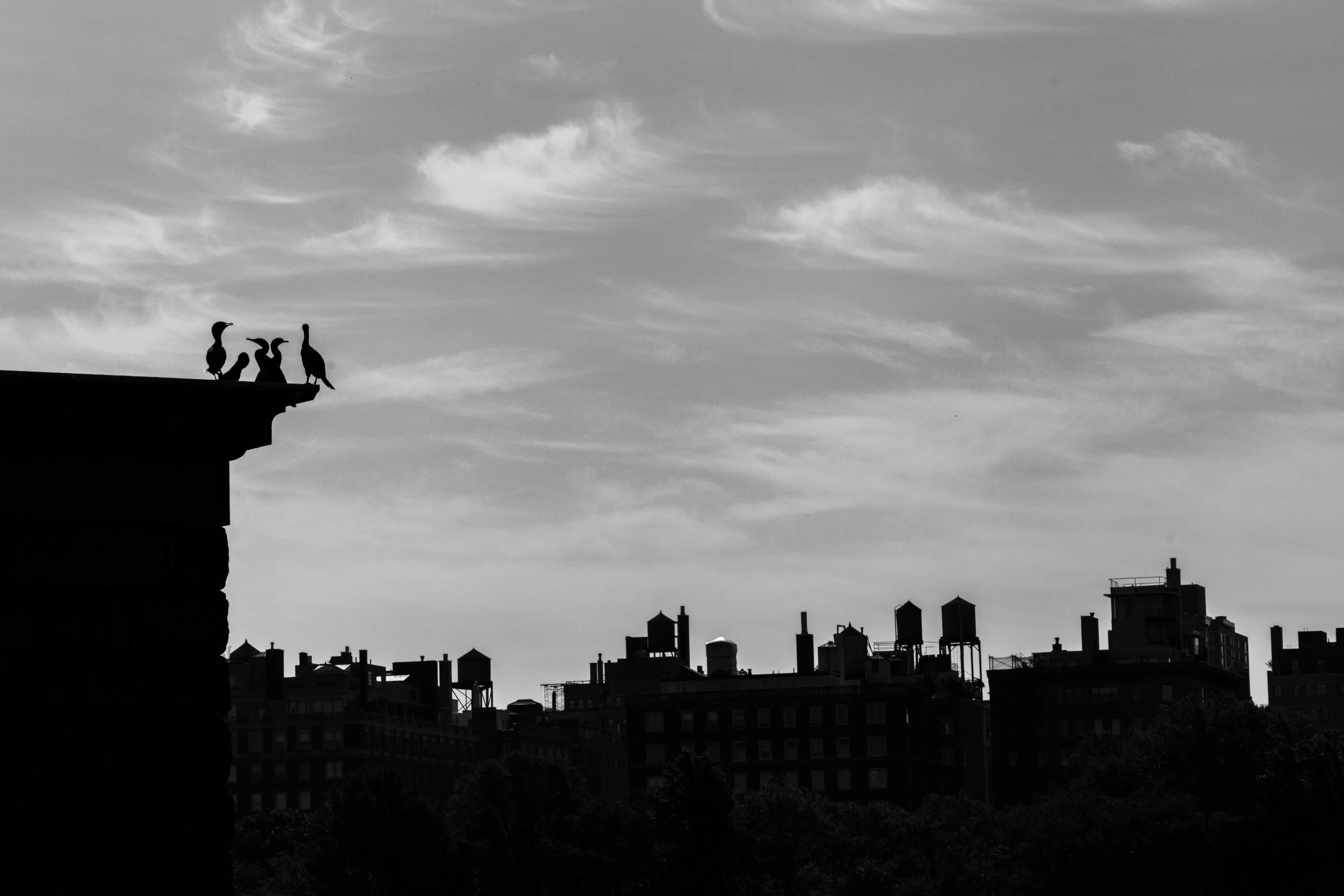 Cormorant and the City.jpg