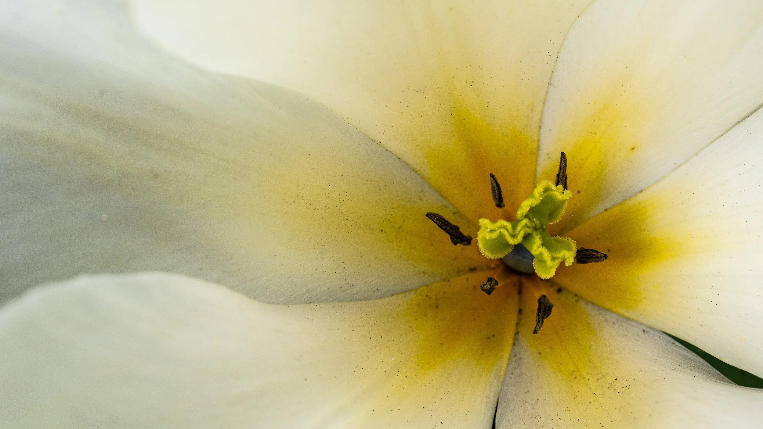 20240417_Tulips_Nature_21.jpg